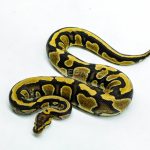 6223 0.1 CHOC YB/SPECTOR 50% H.DG