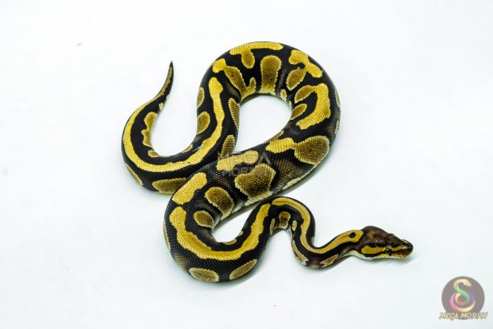 6223-2-1.jpg 6223 0.1 CHOC YB/SPECTOR 50% H.DG - Image 2