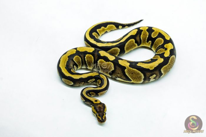 6223-3-1.jpg 6223 0.1 CHOC YB/SPECTOR 50% H.DG - Image 3