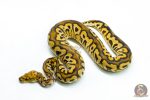 6233 1.0 BP SPOTNOSE CALICO CLOWN