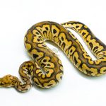 6233 1.0 BP SPOTNOSE CALICO CLOWN