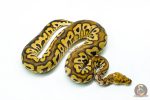 6233 1.0 BP SPOTNOSE CALICO CLOWN - Image 2