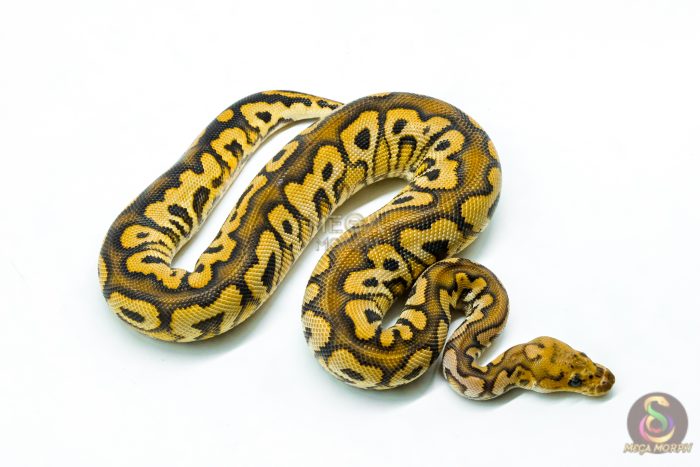 6233-2-1.jpg 6233 1.0 BP SPOTNOSE CALICO CLOWN - Image 2