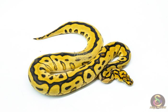 6234-2-1.jpg 6234 0.1 SPOTNOSE FIRE CLOWN - Image 2