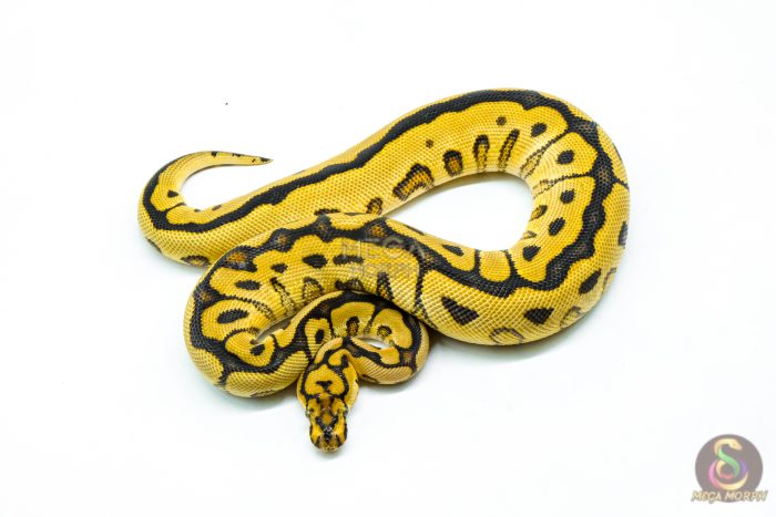 6234-3-1.jpg 6234 0.1 SPOTNOSE FIRE CLOWN - Image 3