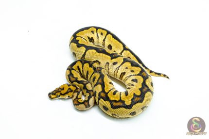 6235 0.1 SPOTNOSE FIRE CLOWN