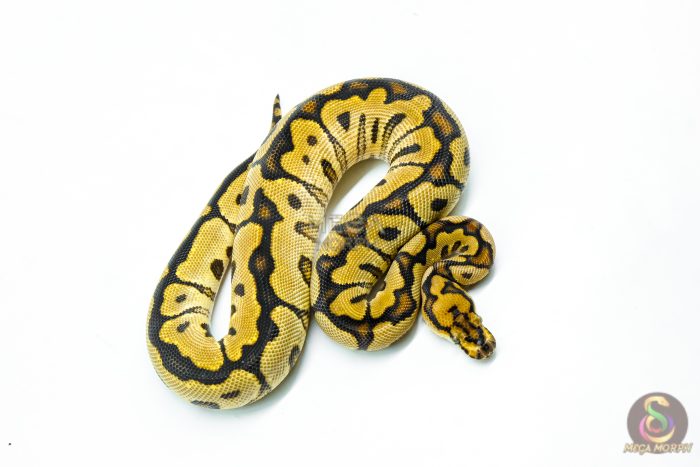 6235-2-1.jpg 6235 0.1 SPOTNOSE FIRE CLOWN - Image 2