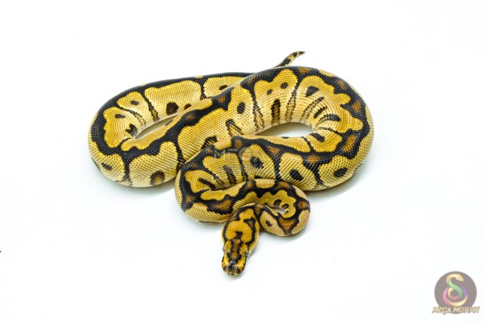 6235-3-1.jpg 6235 0.1 SPOTNOSE FIRE CLOWN - Image 3