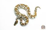 6238 1.0 MOJAVE ENCHI OD H.HYPO