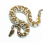 6238 1.0 MOJAVE ENCHI OD H.HYPO