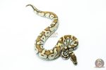 6238 1.0 MOJAVE ENCHI OD H.HYPO - Image 2