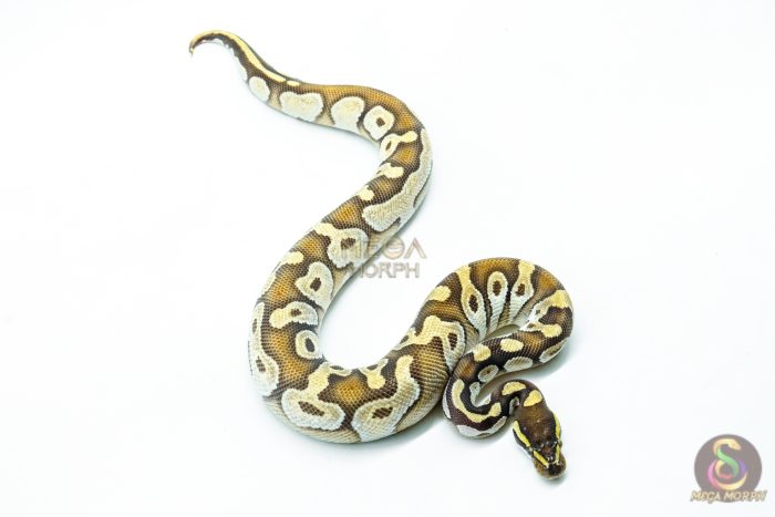 6238-2-1.jpg 6238 1.0 MOJAVE ENCHI OD H.HYPO - Image 2