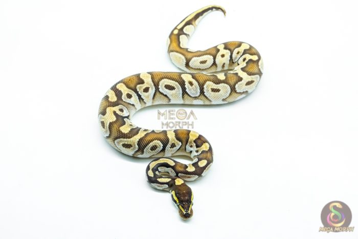 6238-3-1.jpg 6238 1.0 MOJAVE ENCHI OD H.HYPO - Image 3