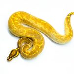 6250 0.1 ENCHI FREEWAY