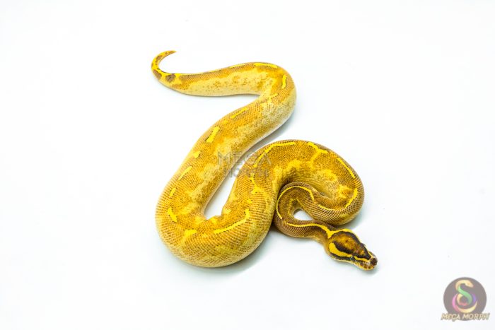 6250-2-1.jpg 6250 0.1 ENCHI FREEWAY - Image 2