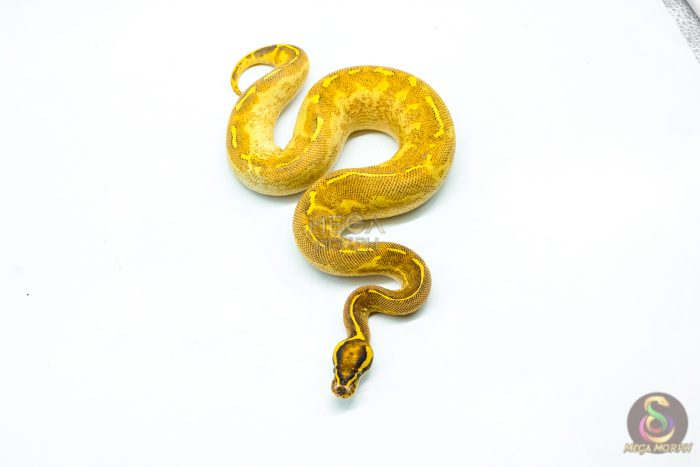 6250-3-1.jpg 6250 0.1 ENCHI FREEWAY - Image 3