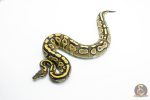 6254 0.1 MOJAVE YB