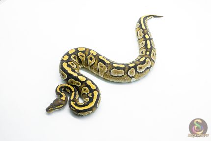 6254 0.1 MOJAVE YB
