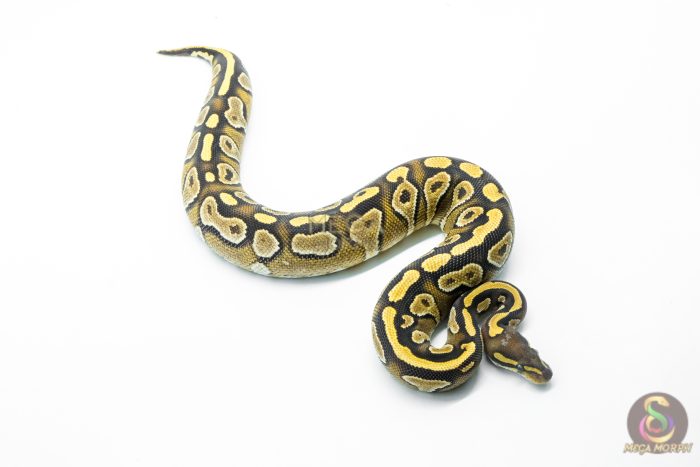 6254 0.1 MOJAVE YB - Image 2