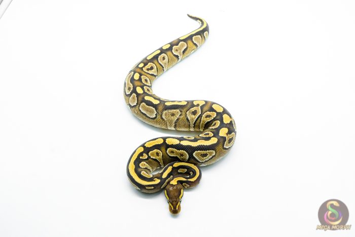 6254 0.1 MOJAVE YB - Image 3