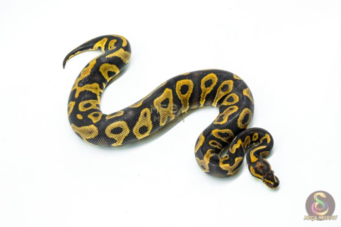 6255-2-1.jpg 6255 0.1 LEO HRA YB - Image 2