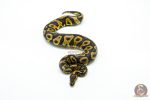 6255 0.1 LEO HRA YB - Image 3