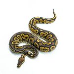 6256 0.1 RAVEN HRA YB