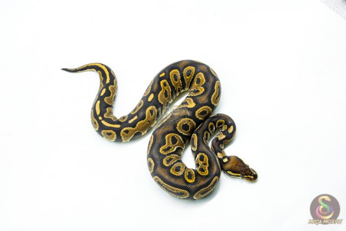 6256-2-1.jpg 6256 0.1 RAVEN HRA YB - Image 2