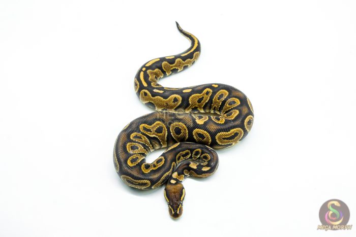 6256-3-1.jpg 6256 0.1 RAVEN HRA YB - Image 3