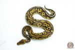 6258 1.0 RAVEN MOJAVE YB P.HRA