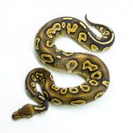 6258 1.0 RAVEN MOJAVE YB P.HRA