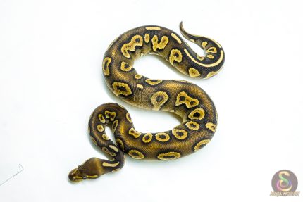 6258 1.0 RAVEN MOJAVE YB P.HRA