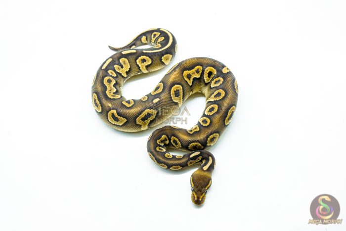 6258 1.0 RAVEN MOJAVE YB P.HRA - Image 3