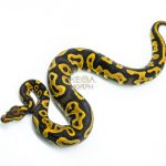 6259 0.1 LEO RAVEN YB P.HRA