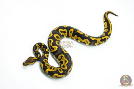 6259 0.1 LEO RAVEN YB P.HRA