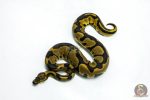 6265 0.1 LEO BLADE H.CLOWN