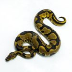 6265 0.1 LEO BLADE H.CLOWN