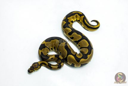 6265 0.1 LEO BLADE H.CLOWN
