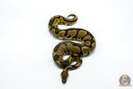 6265 0.1 LEO BLADE H.CLOWN - Image 3
