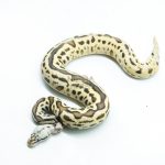 6267 0.1 LEO SPOTNOSE FIRE PASTEL H.CLOWN