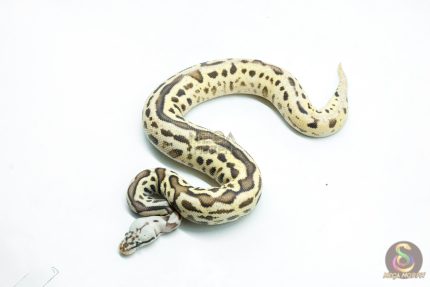 6267 0.1 LEO SPOTNOSE FIRE PASTEL H.CLOWN