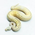 6268 0.1 LEO SPOTNOSE FIRE PASTEL CLOWN