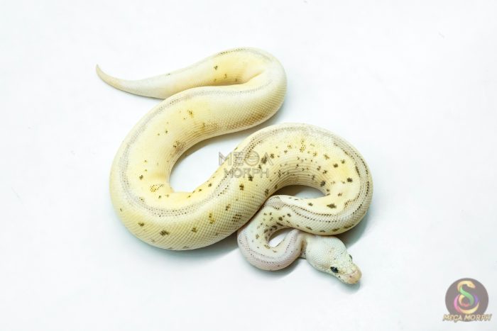 6268-2-1.jpg 6268 0.1 LEO SPOTNOSE FIRE PASTEL CLOWN - Image 2