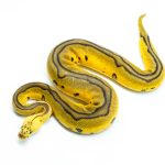 6269 0.1 LEO YB FIRE PASTEL CLOWN