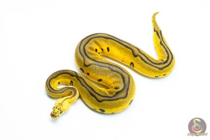 6269 0.1 LEO YB FIRE PASTEL CLOWN