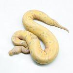 6270 1.0 CG MAHOG FIRE PASTEL CLOWN