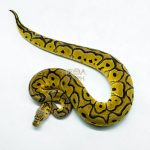 6273 0.1 PASTEL YB CLOWN