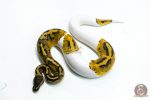 6274 0.1 RS PIED 66% H.LAV