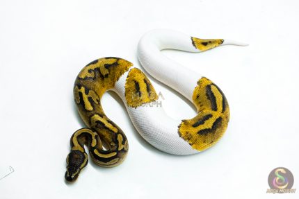 6274 0.1 RS PIED 66% H.LAV
