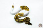 6274 0.1 RS PIED 66% H.LAV - Image 2